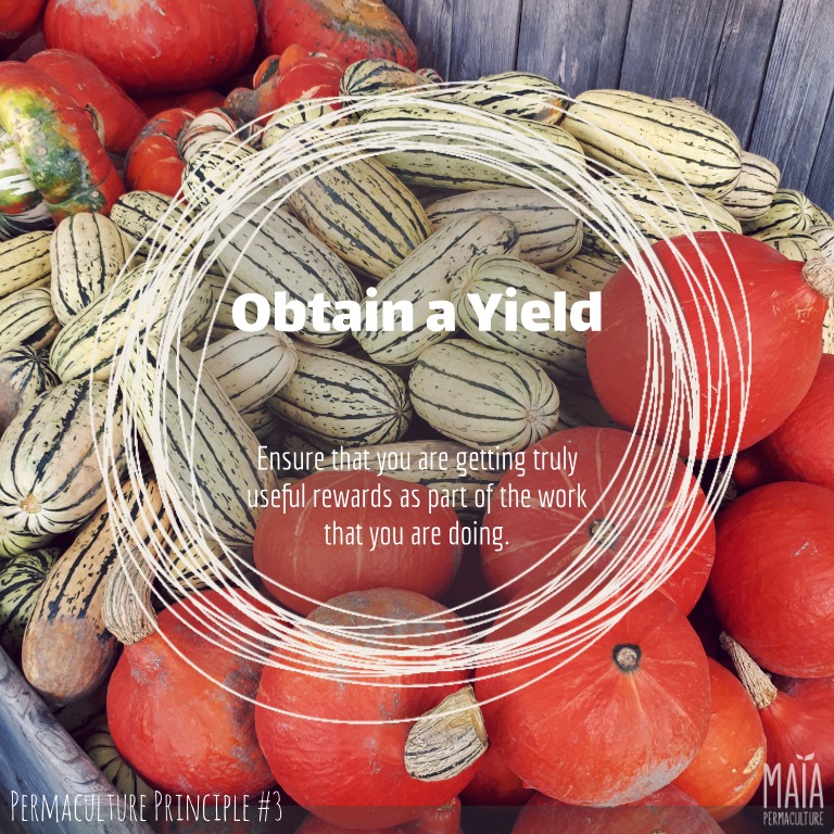 Obtain a yield